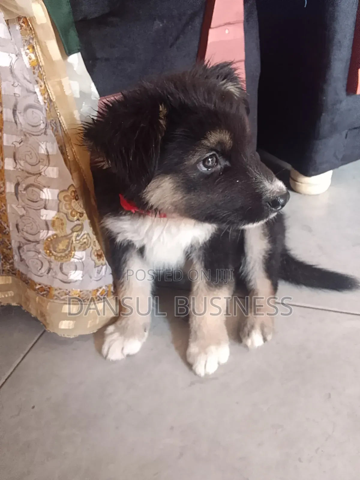 1-3 months Male Purebred German Shepherd
