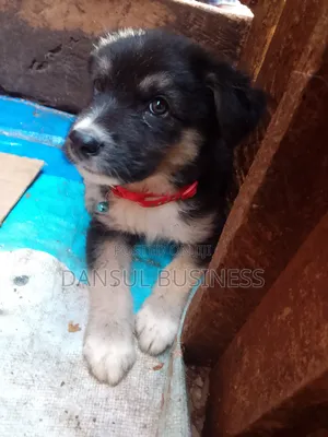 1-3 months Male Purebred German Shepherd
