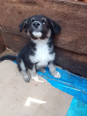 1-3 months Male Purebred German Shepherd