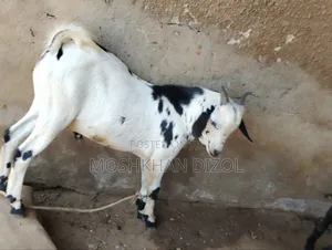 Domestic Goat