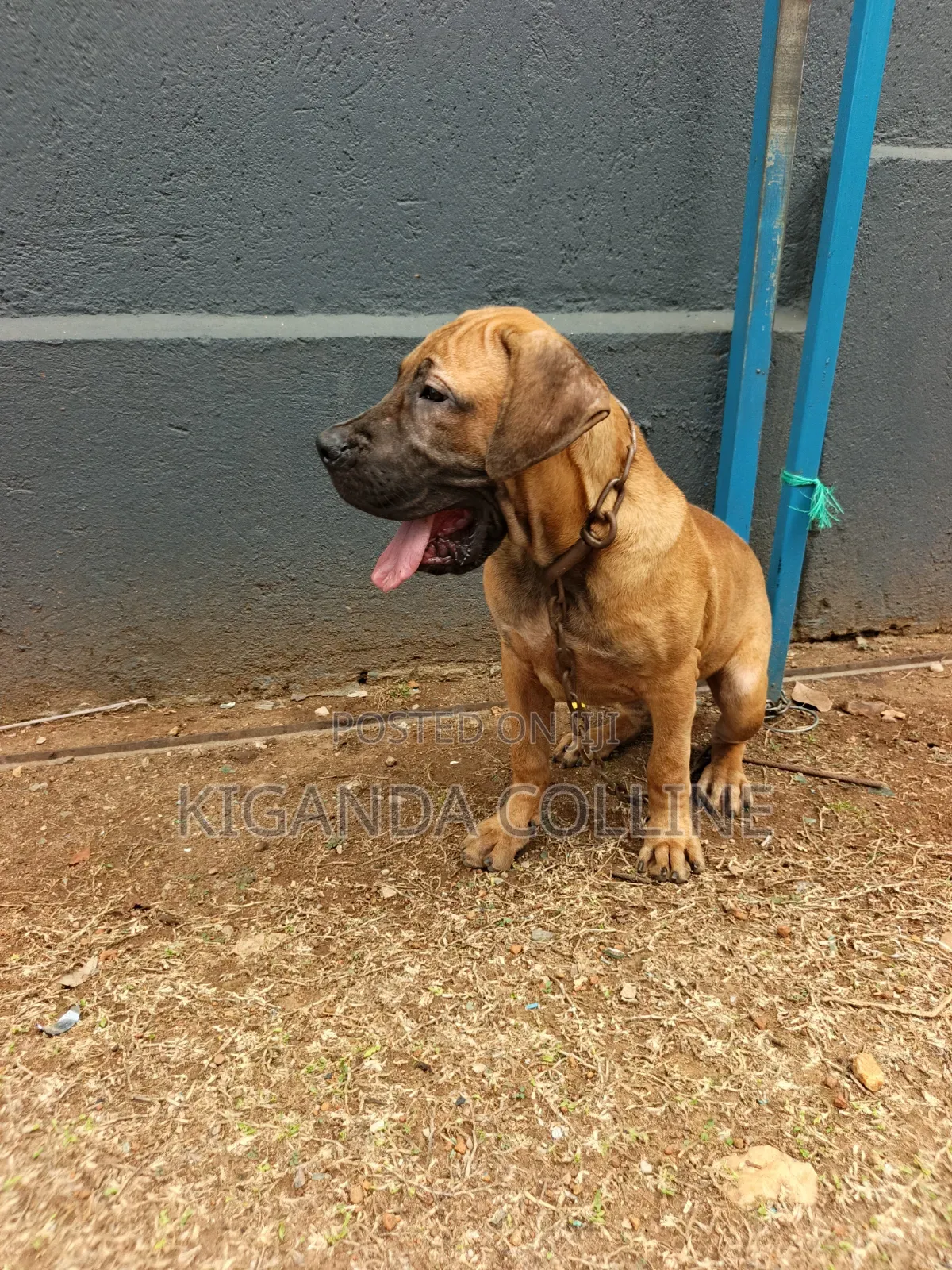 3-6 months Male Purebred Boerboel
