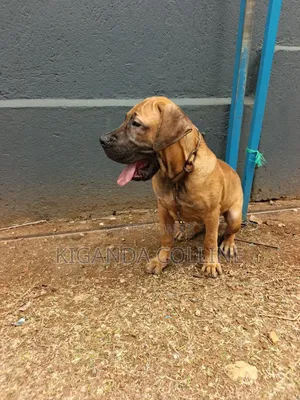3-6 months Male Purebred Boerboel