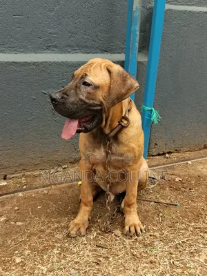 3-6 months Male Purebred Boerboel