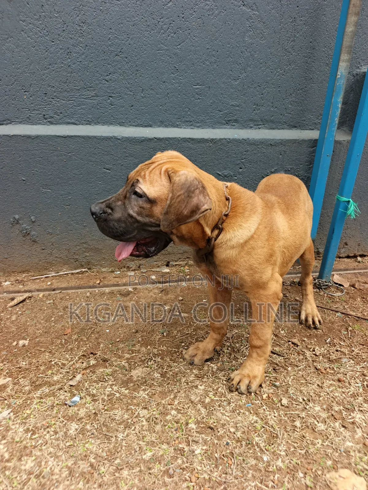 3-6 months Male Purebred Boerboel