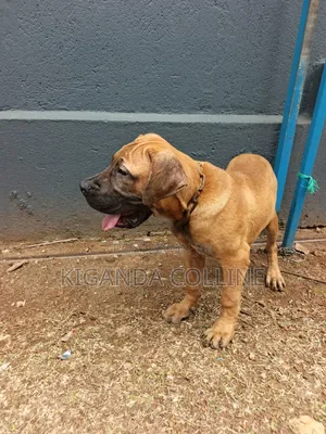 3-6 months Male Purebred Boerboel