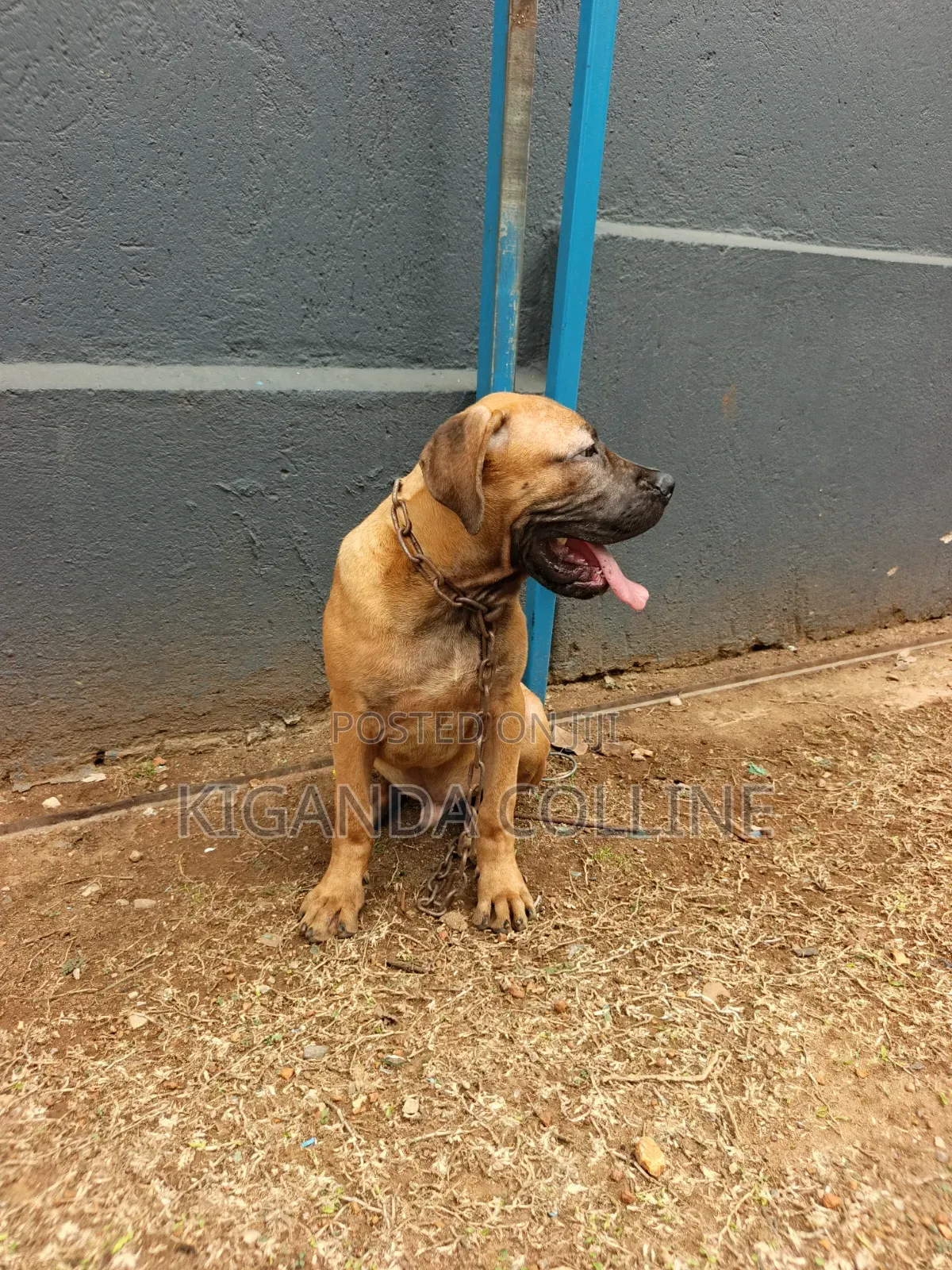 3-6 months Male Purebred Boerboel