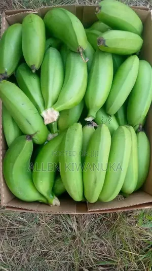 Quality Fresh Green Matooke/Plantain