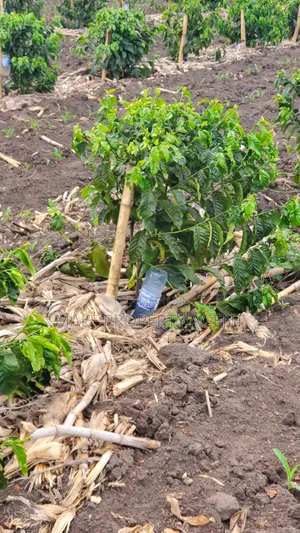 Coffee Plantation