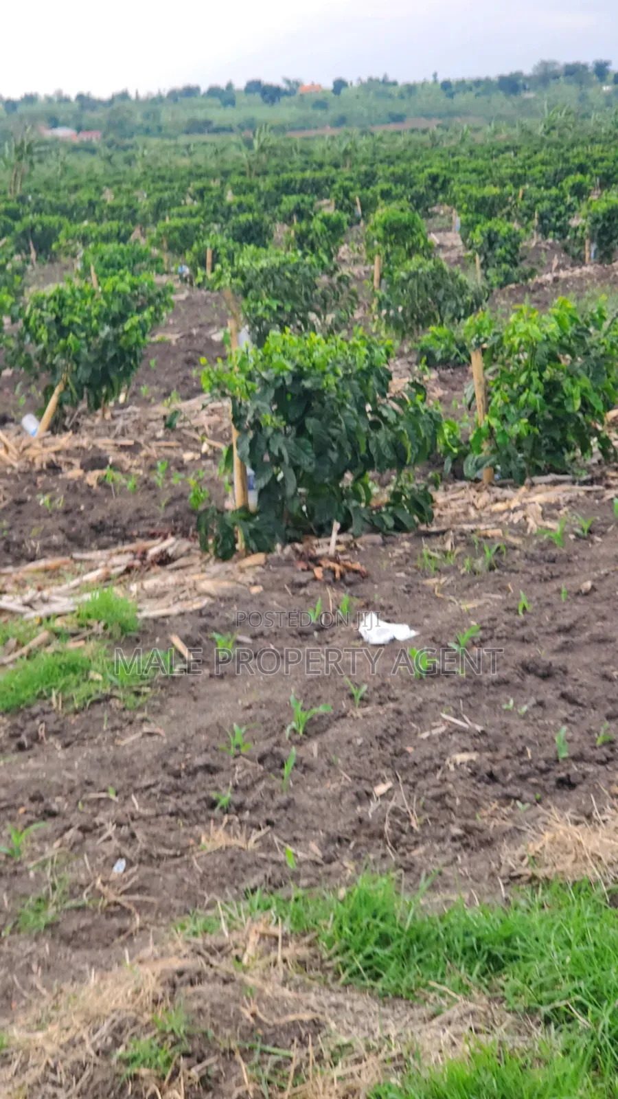 Coffee Plantation