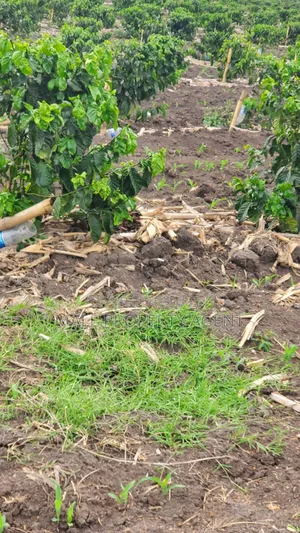 Coffee Plantation