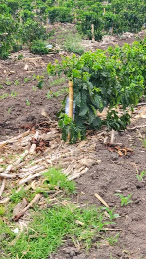 Coffee Plantation