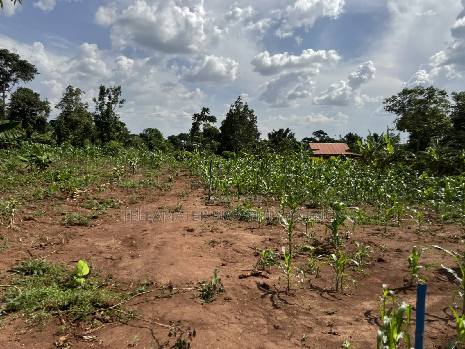 50*50ft & 50*100ft Plot at Nakifuma-Kakinzi With Free Maize&Kalitunsi