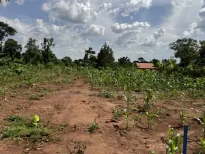 50*50ft & 50*100ft Plot at Nakifuma-Kakinzi With Free Maize&Kalitunsi