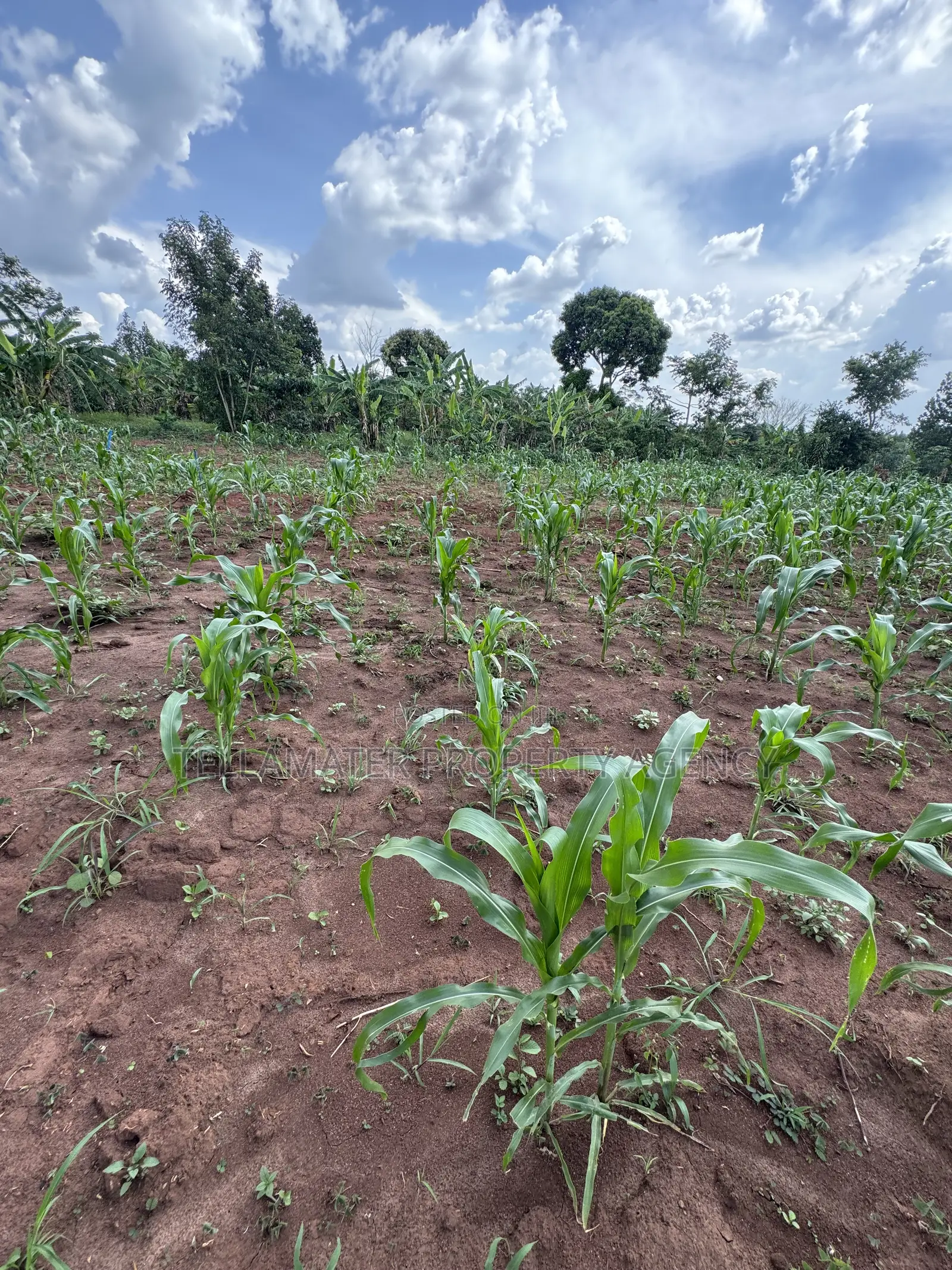 50*50ft & 50*100ft Plot at Nakifuma-Kakinzi With Free Maize&Kalitunsi