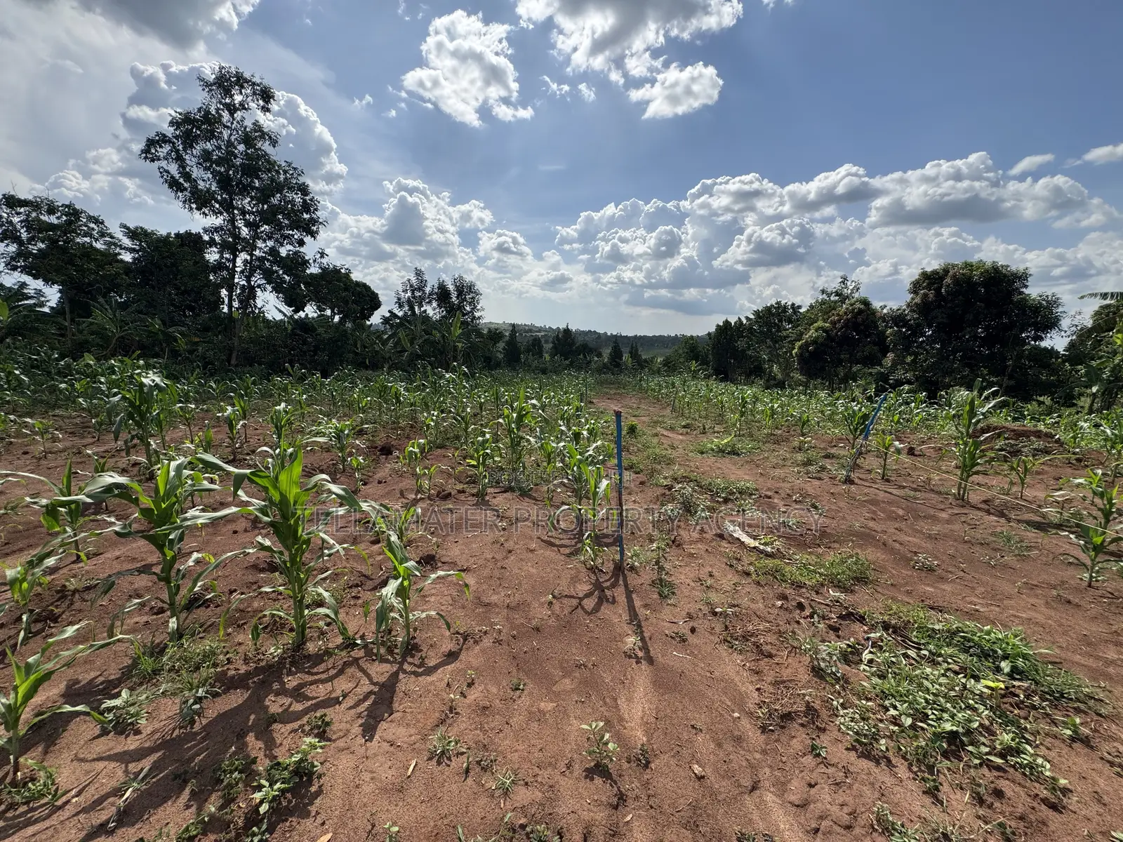 50*50ft & 50*100ft Plot at Nakifuma-Kakinzi With Free Maize&Kalitunsi