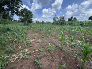50*50ft & 50*100ft Plot at Nakifuma-Kakinzi With Free Maize&Kalitunsi