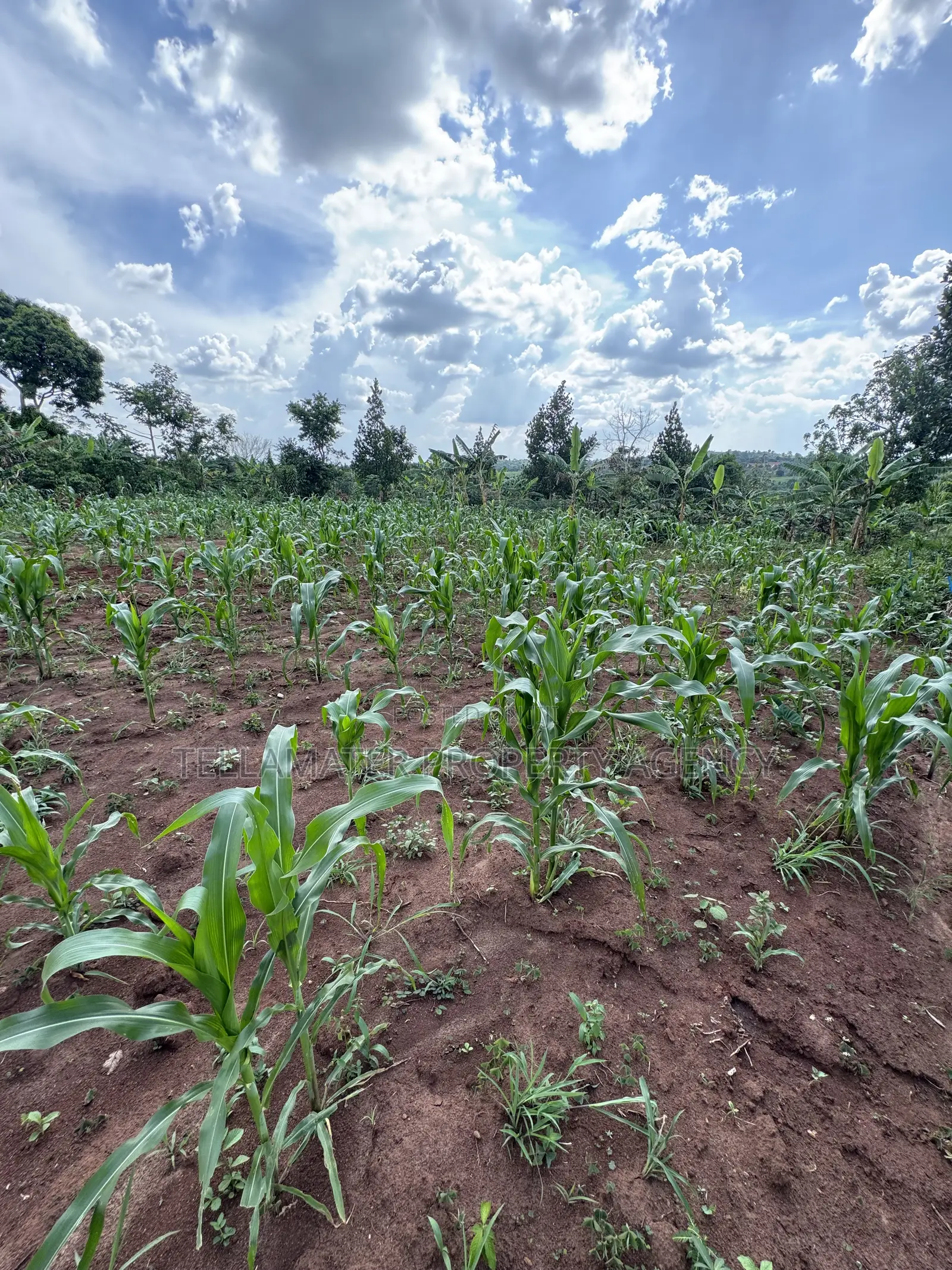 50*50ft & 50*100ft Plot at Nakifuma-Kakinzi With Free Maize&Kalitunsi