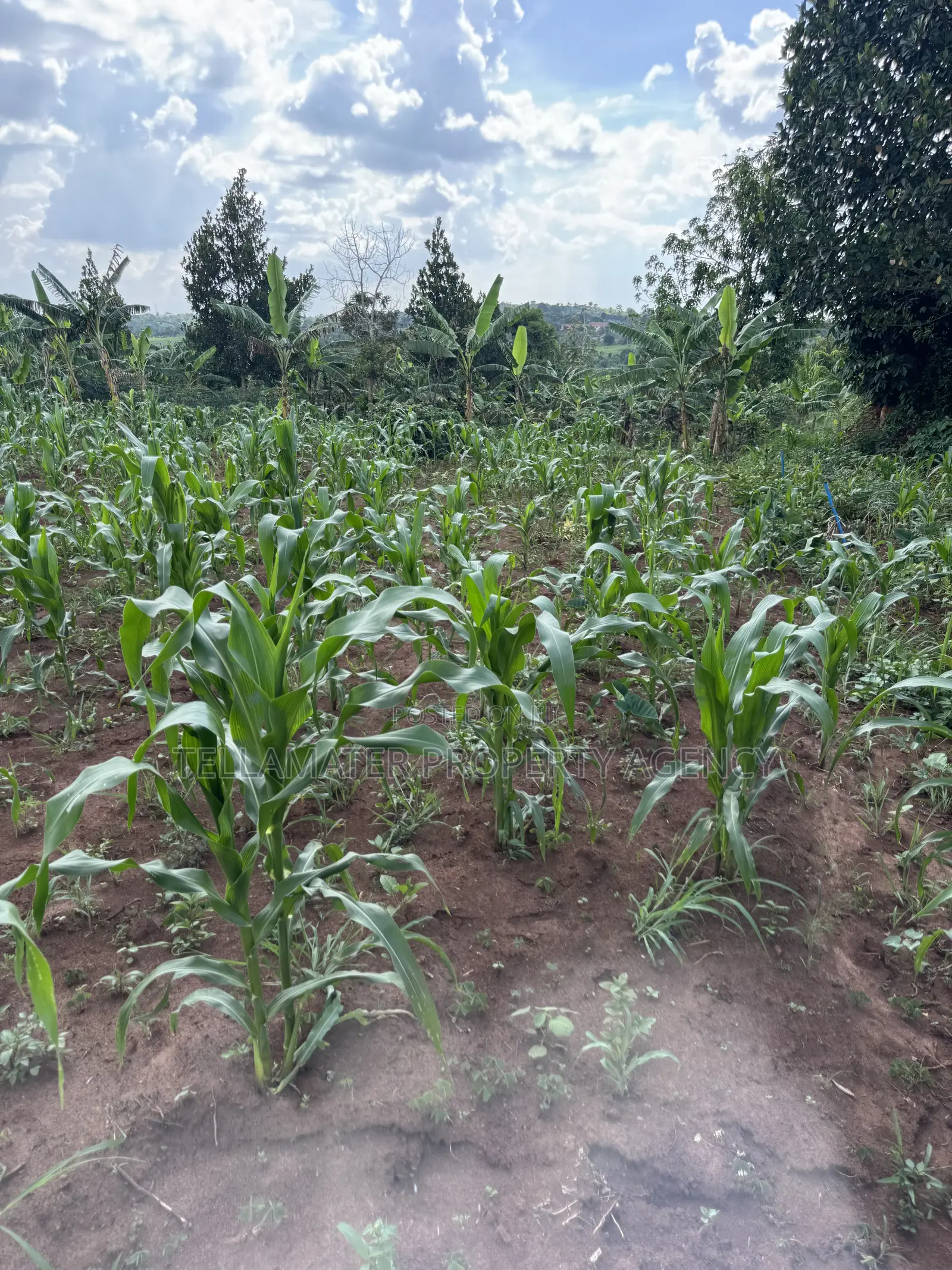 50*50ft & 50*100ft Plot at Nakifuma-Kakinzi With Free Maize&Kalitunsi