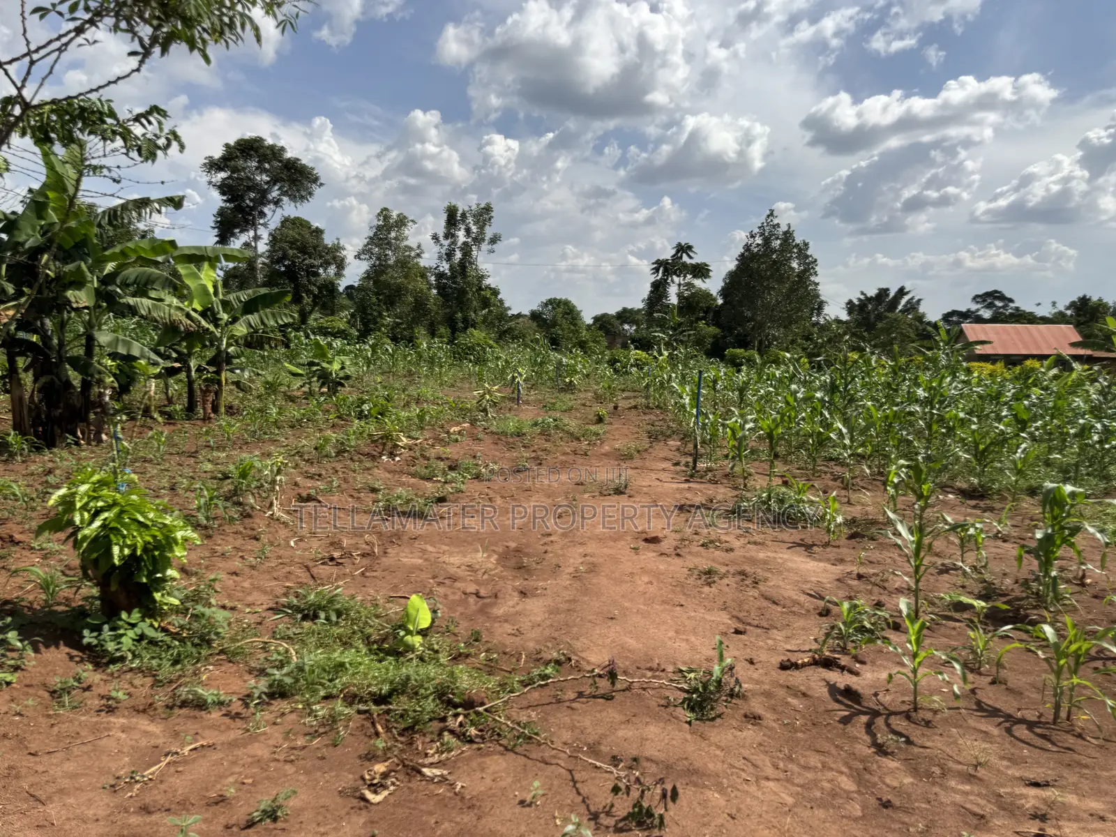 50*50ft & 50*100ft Plot at Nakifuma-Kakinzi With Free Maize&Kalitunsi