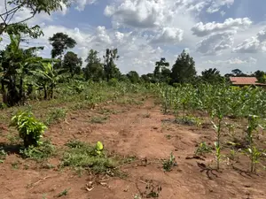 50*50ft & 50*100ft Plot at Nakifuma-Kakinzi With Free Maize&Kalitunsi