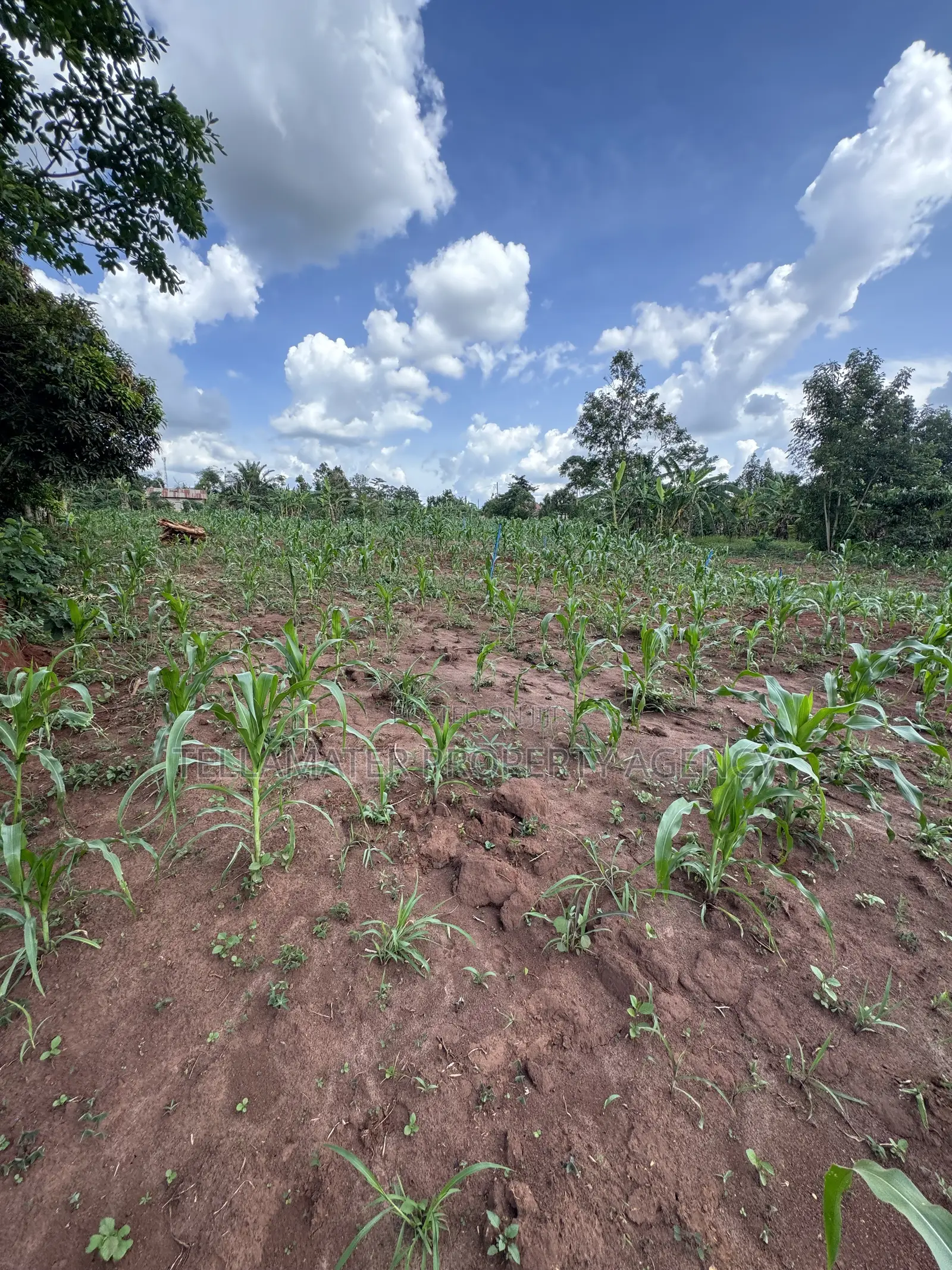 50*50ft & 50*100ft Plot at Nakifuma-Kakinzi With Free Maize&Kalitunsi