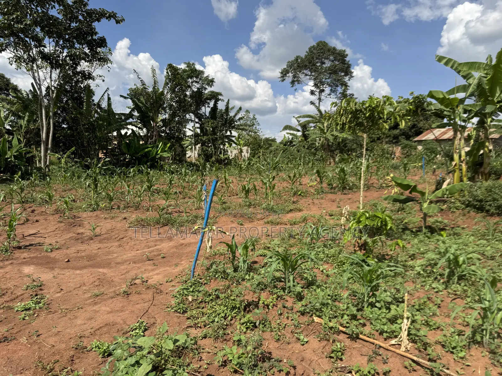 50*50ft & 50*100ft Plot at Nakifuma-Kakinzi With Free Maize&Kalitunsi