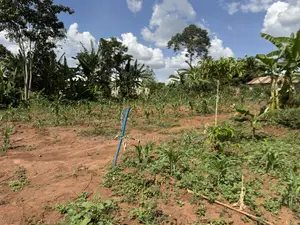 50*50ft & 50*100ft Plot at Nakifuma-Kakinzi With Free Maize&Kalitunsi