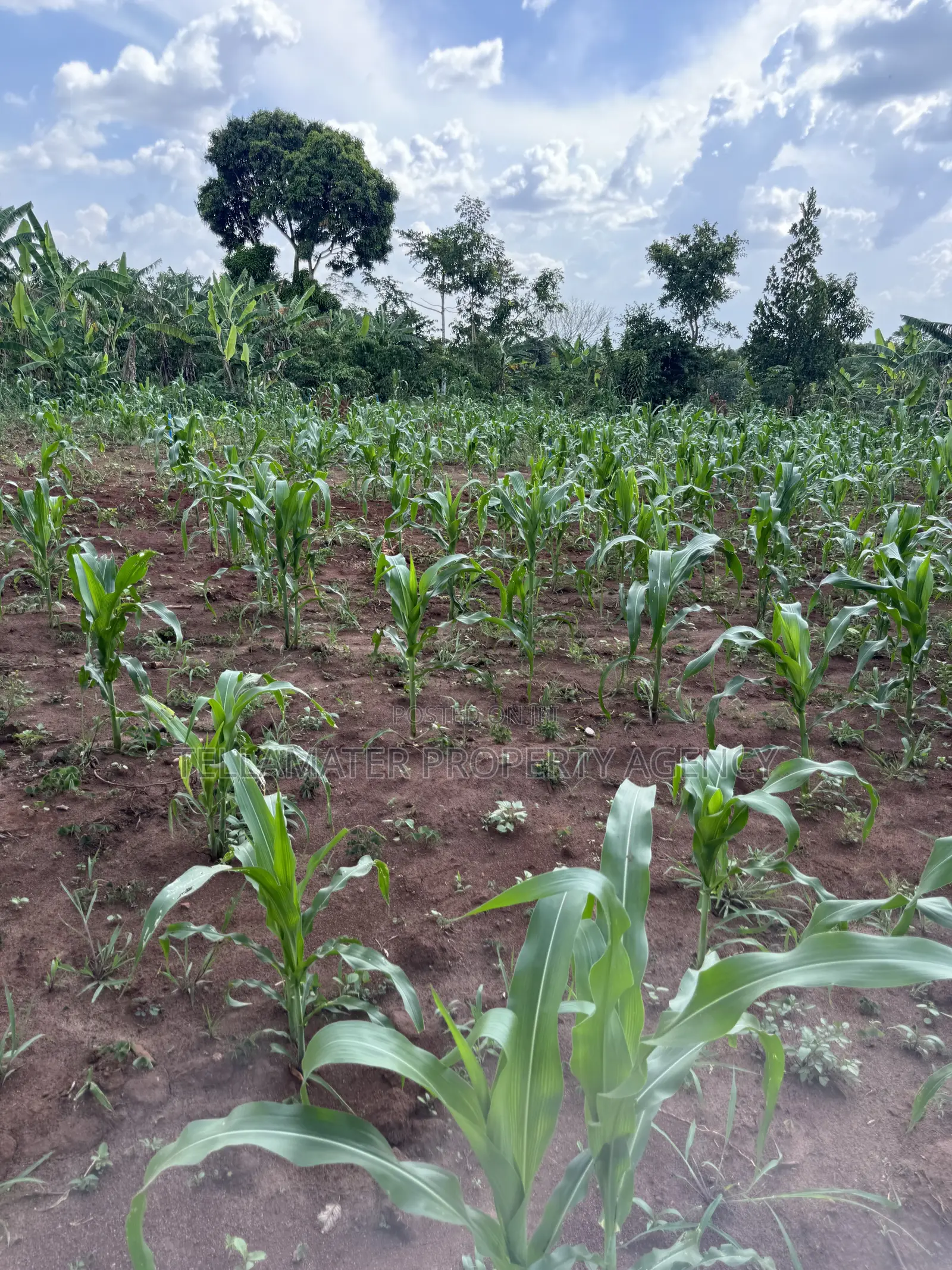 50*50ft & 50*100ft Plot at Nakifuma-Kakinzi With Free Maize&Kalitunsi