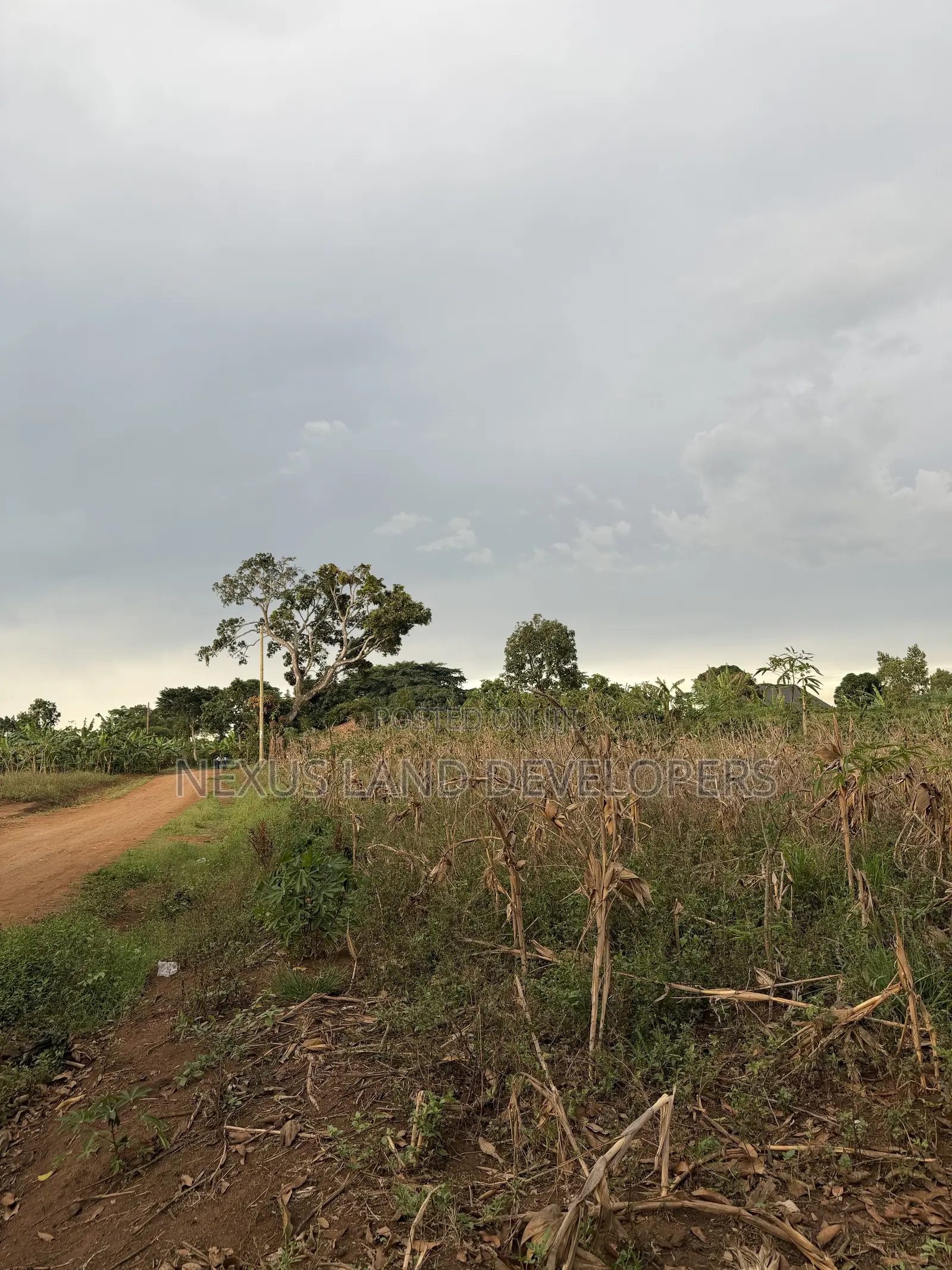75 Acres of Land Myanzi Kigalama With Lake Wamala View