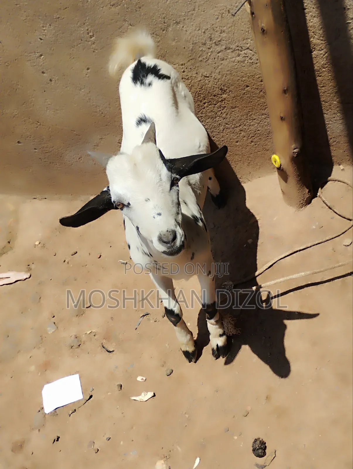 Domestic Goat