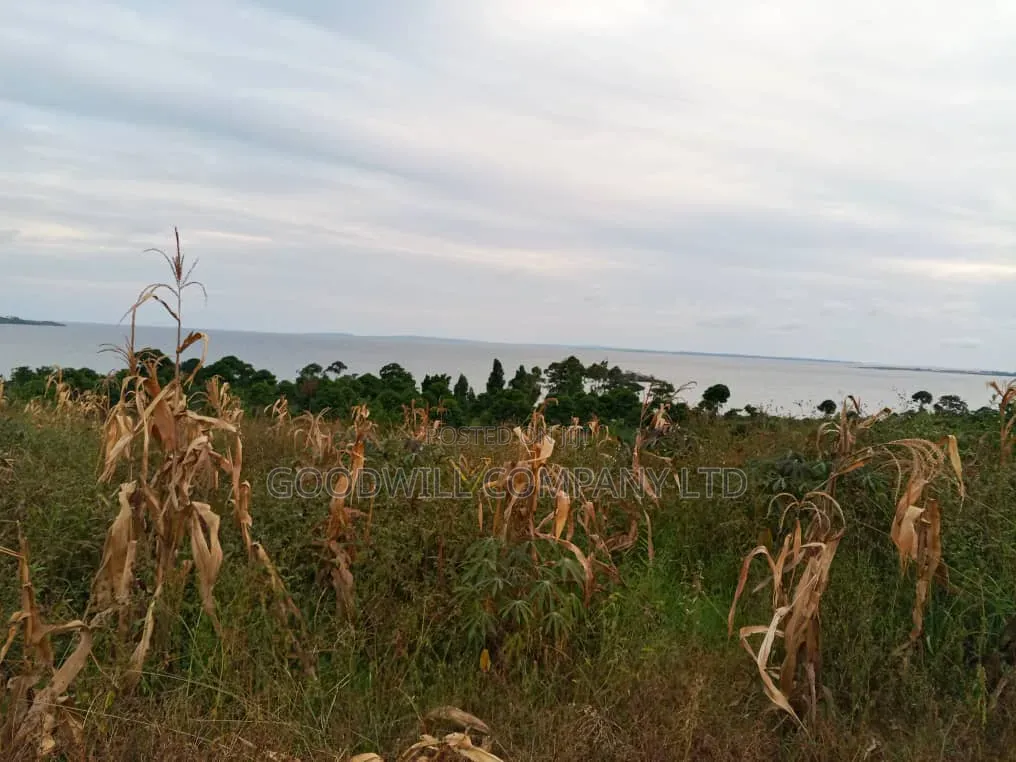 10 Acres of Beach Land in Bubwa Nkokonjeru Touching Lake Victoria