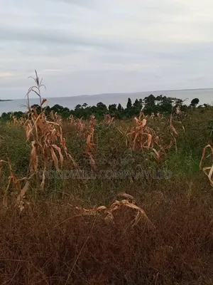 10 Acres of Beach Land in Bubwa Nkokonjeru Touching Lake Victoria