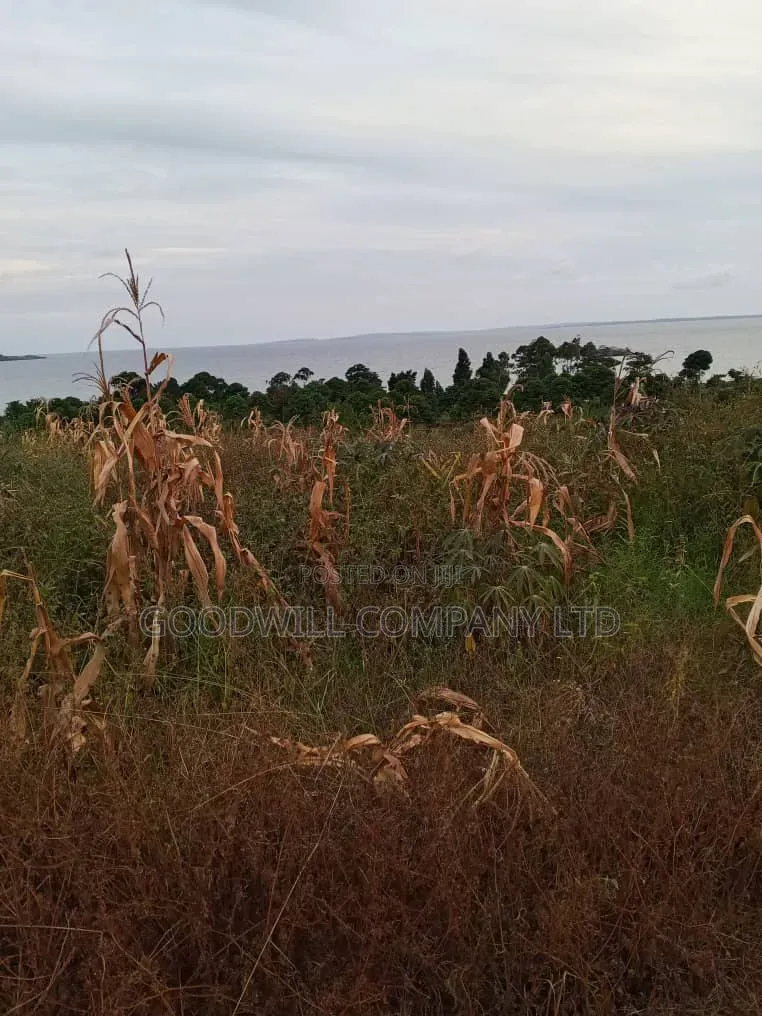 10 Acres of Beach Land in Bubwa Nkokonjeru Touching Lake Victoria