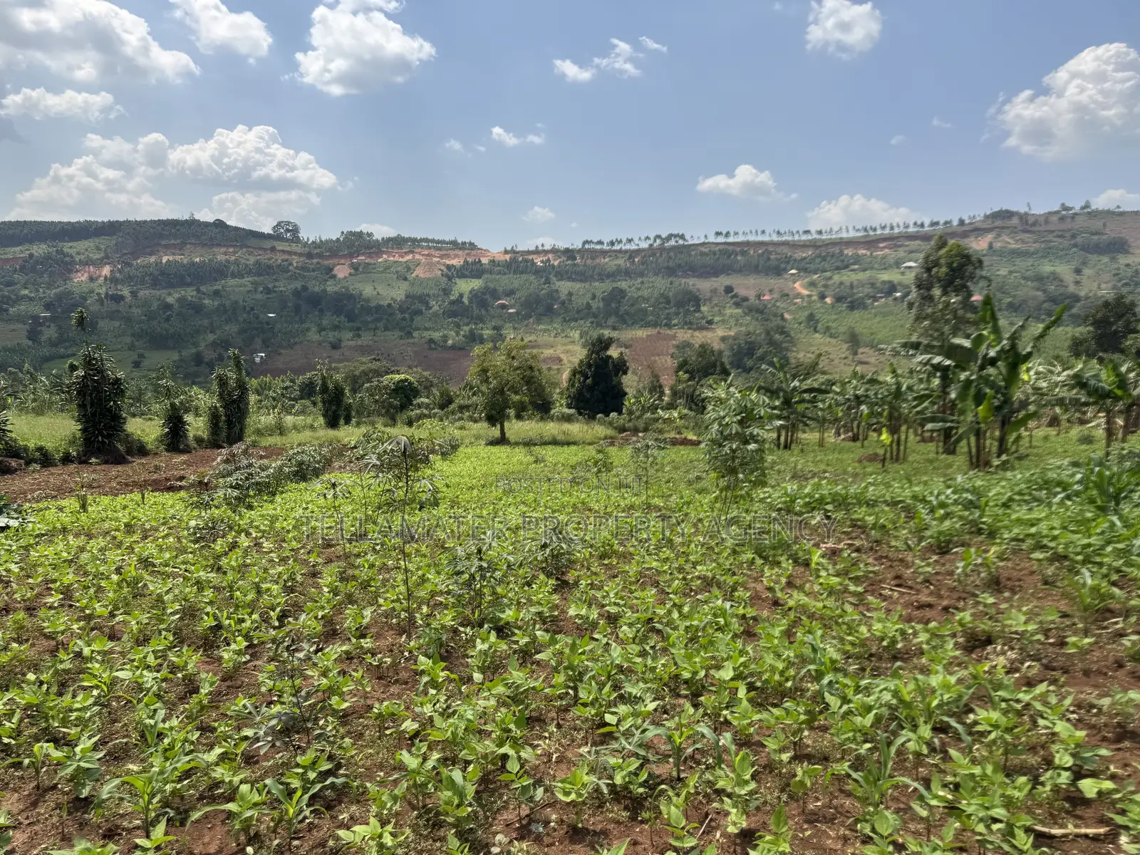 An Acre of Fertile Land at Buwalula Only 4kms Off the Main Road