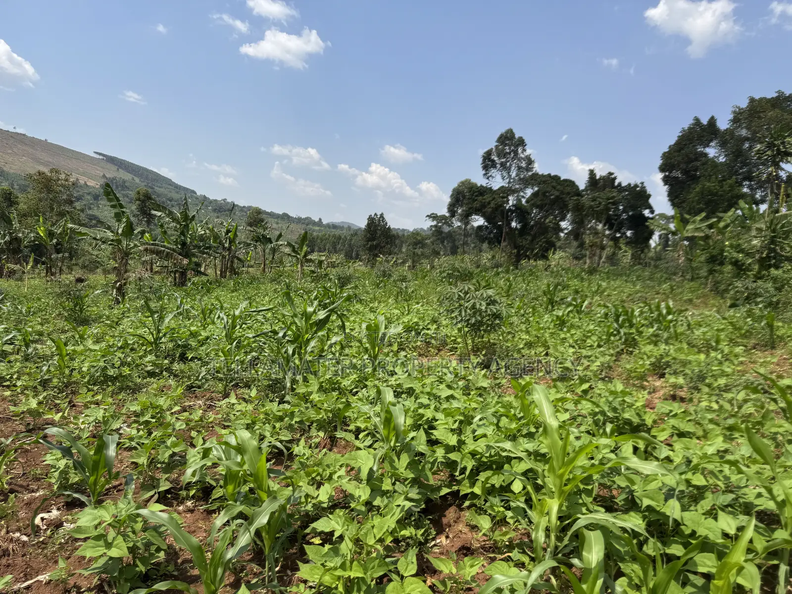 An Acre of Fertile Land at Buwalula Only 4kms Off the Main Road