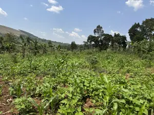 An Acre of Fertile Land at Buwalula Only 4kms Off the Main Road