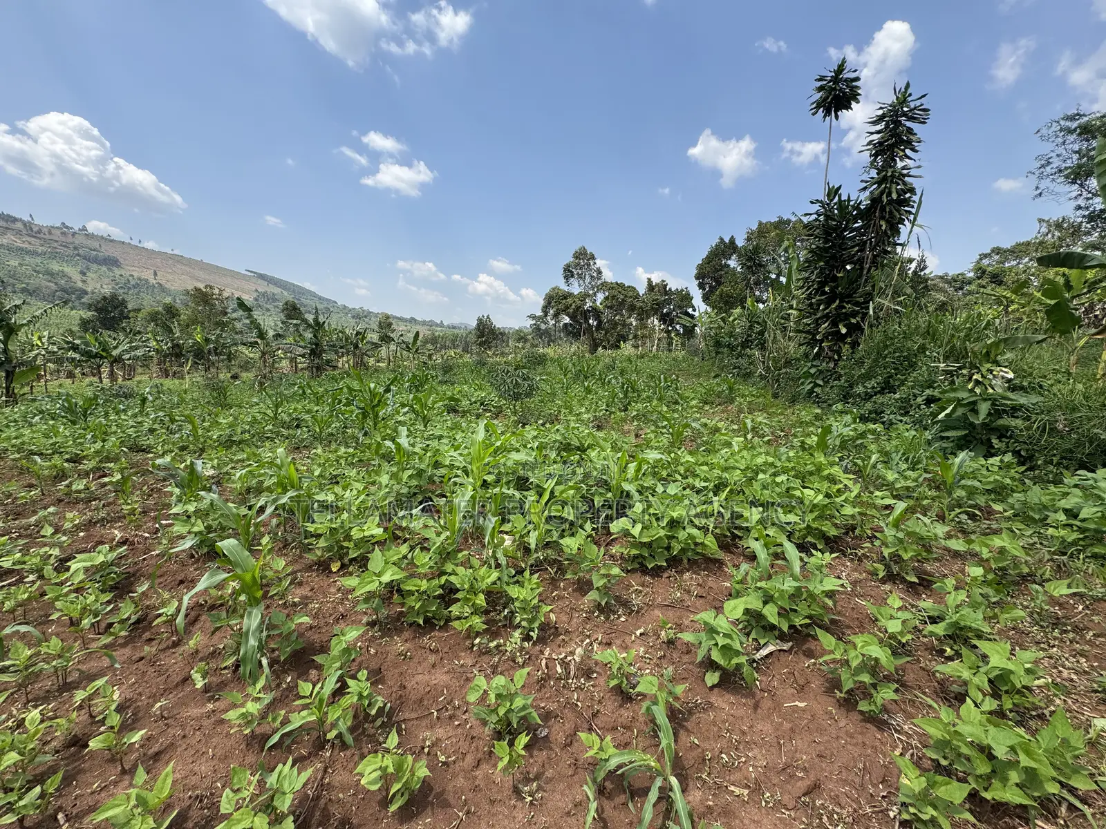An Acre of Fertile Land at Buwalula Only 4kms Off the Main Road