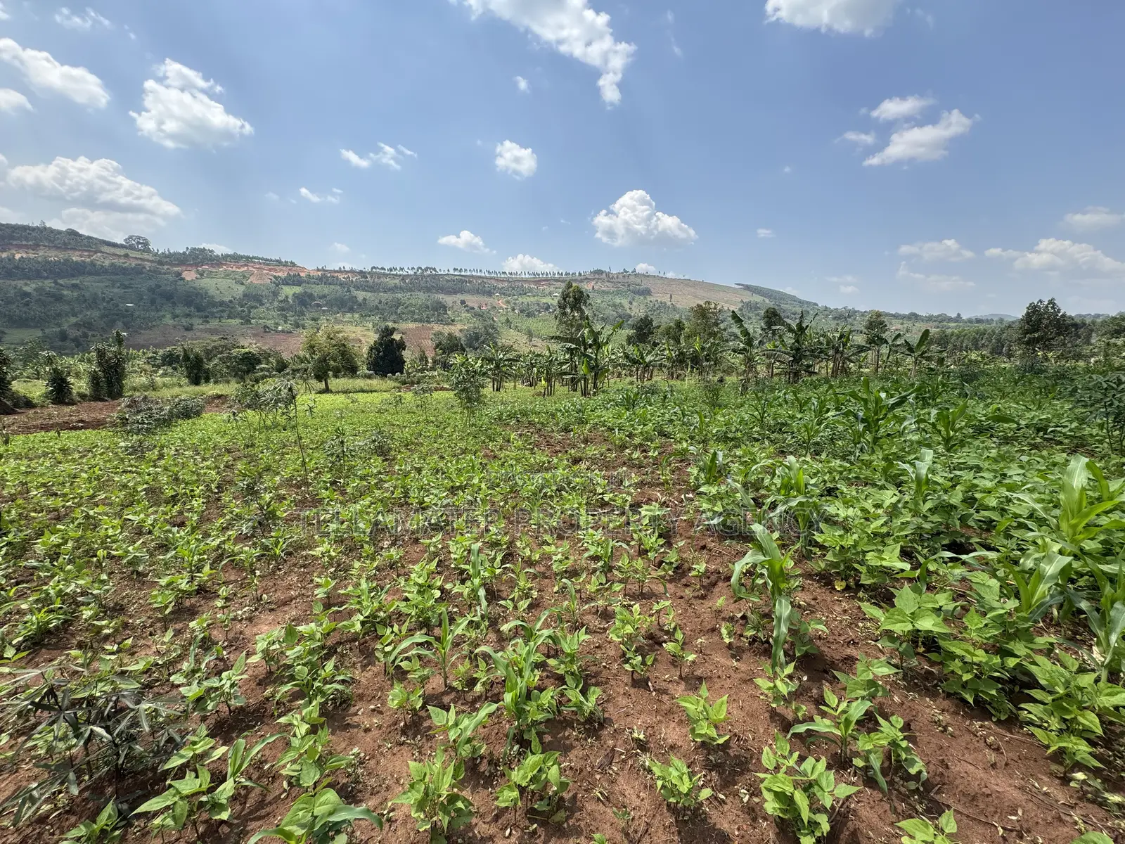 An Acre of Fertile Land at Buwalula Only 4kms Off the Main Road