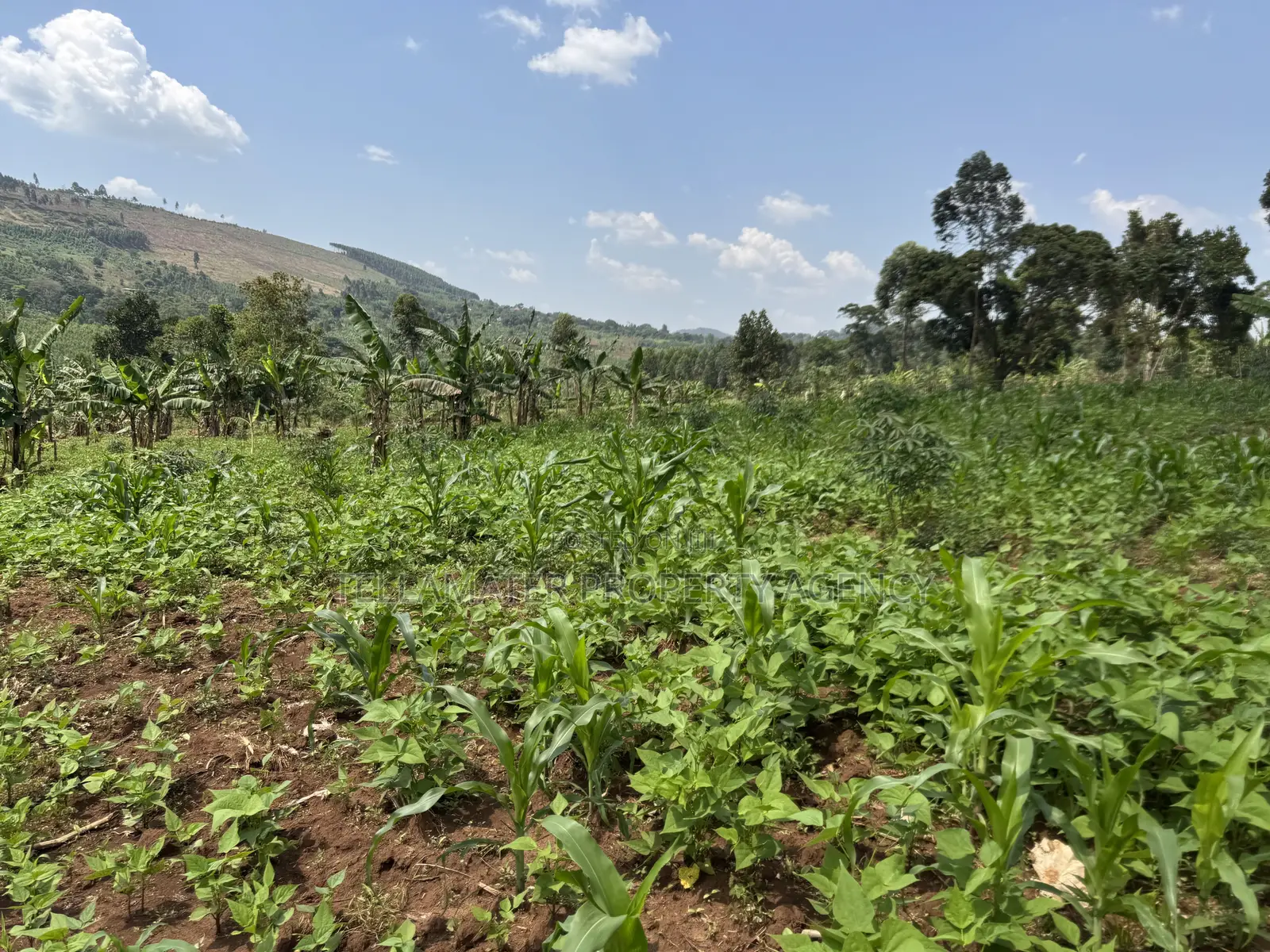 An Acre of Fertile Land at Buwalula Only 4kms Off the Main Road