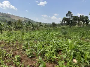 An Acre of Fertile Land at Buwalula Only 4kms Off the Main Road