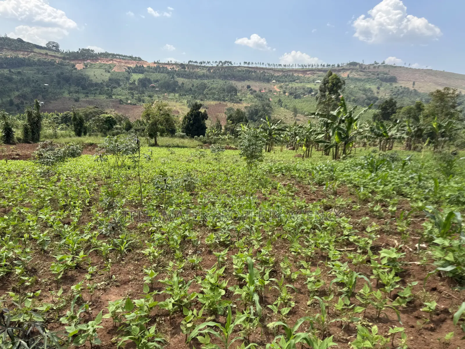 An Acre of Fertile Land at Buwalula Only 4kms Off the Main Road