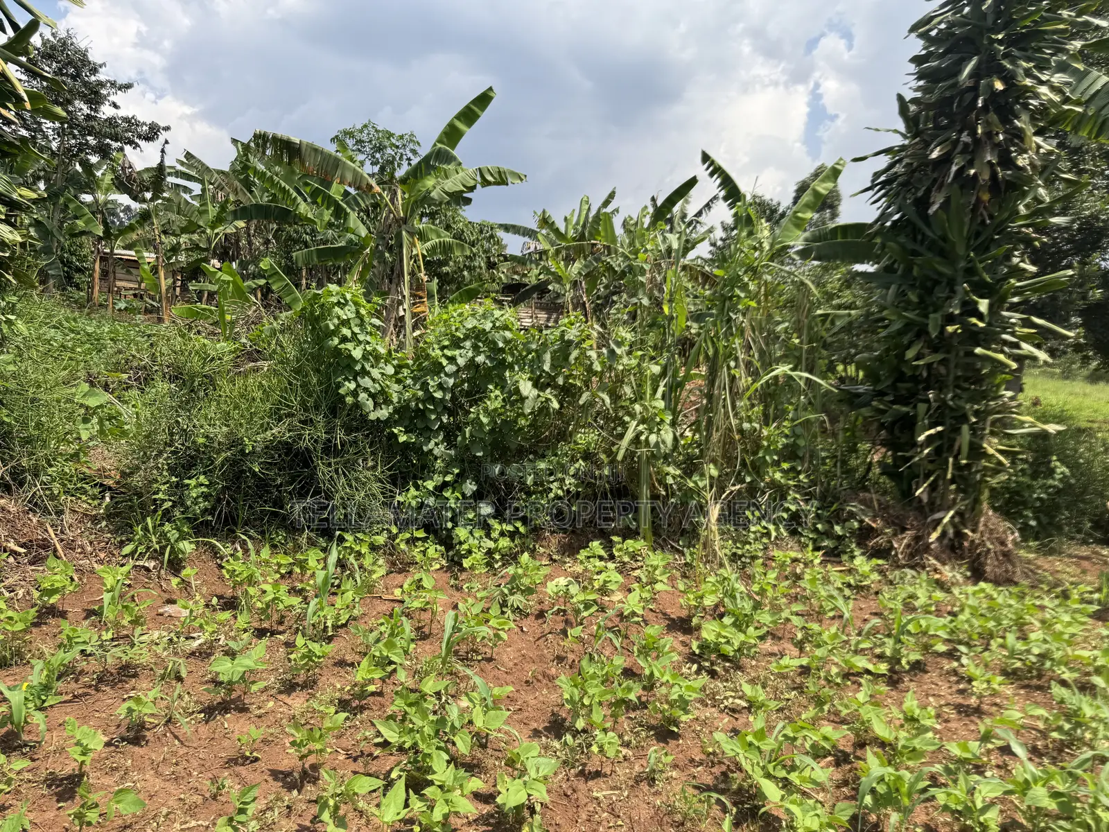 An Acre of Fertile Land at Buwalula Only 4kms Off the Main Road