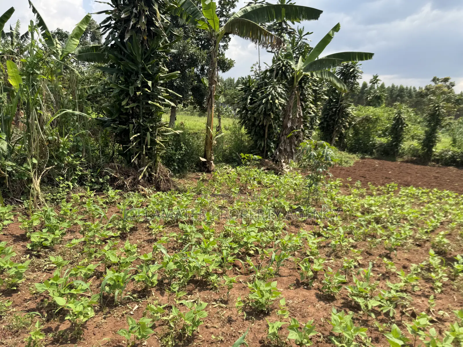 An Acre of Fertile Land at Buwalula Only 4kms Off the Main Road
