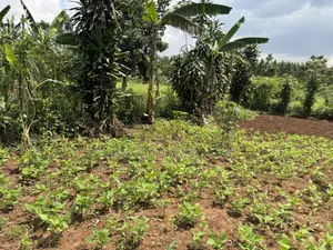An Acre of Fertile Land at Buwalula Only 4kms Off the Main Road