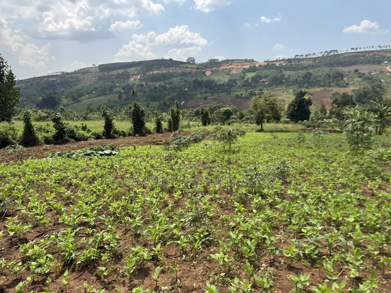 An Acre of Fertile Land at Buwalula Only 4kms Off the Main Road