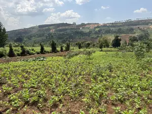 An Acre of Fertile Land at Buwalula Only 4kms Off the Main Road