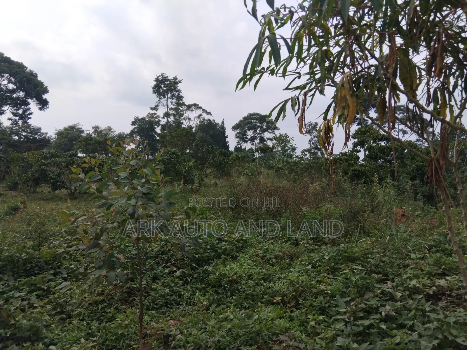 Land for Sale