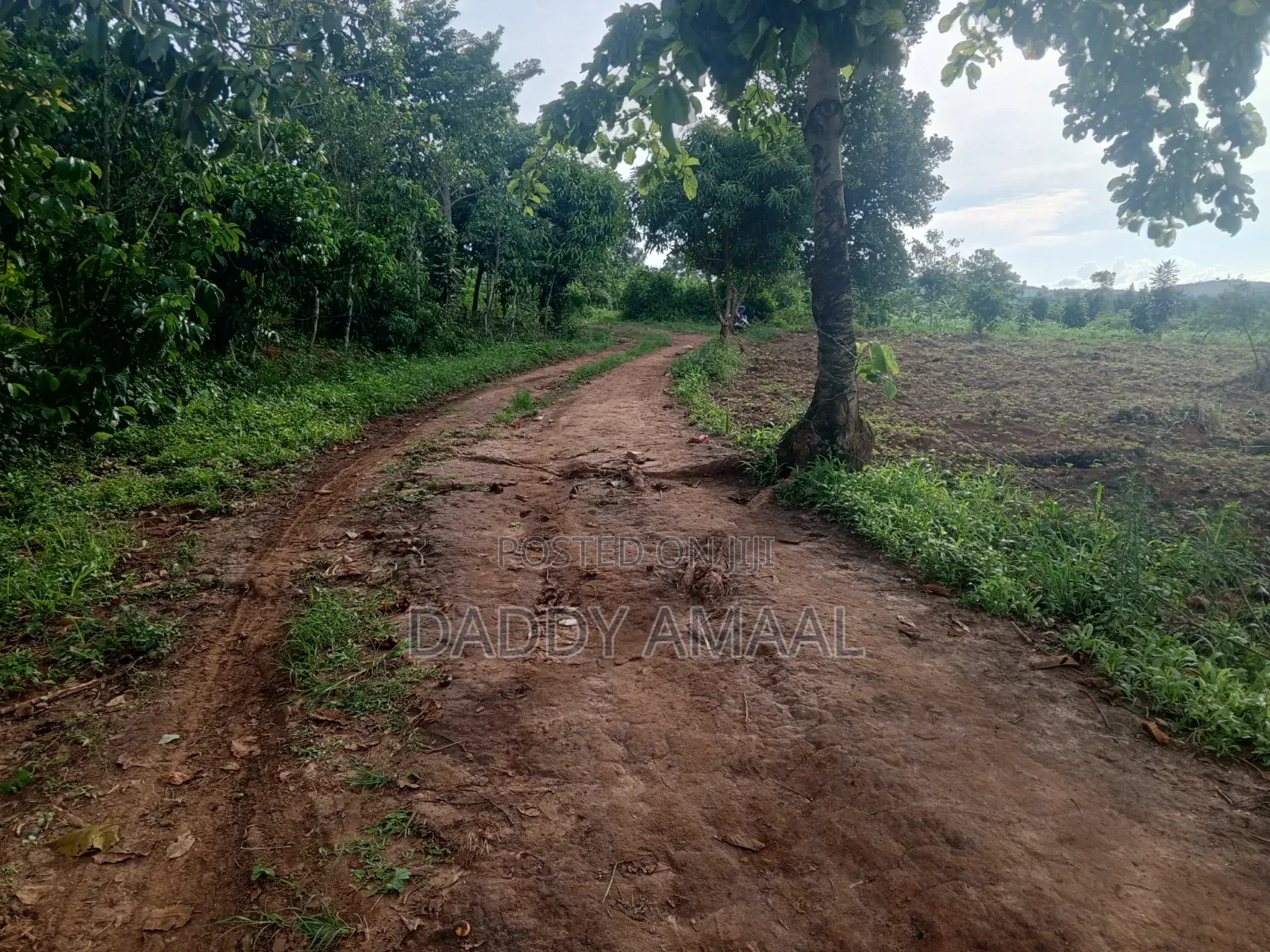 Nampunge 1.5km Private Mailo Land.