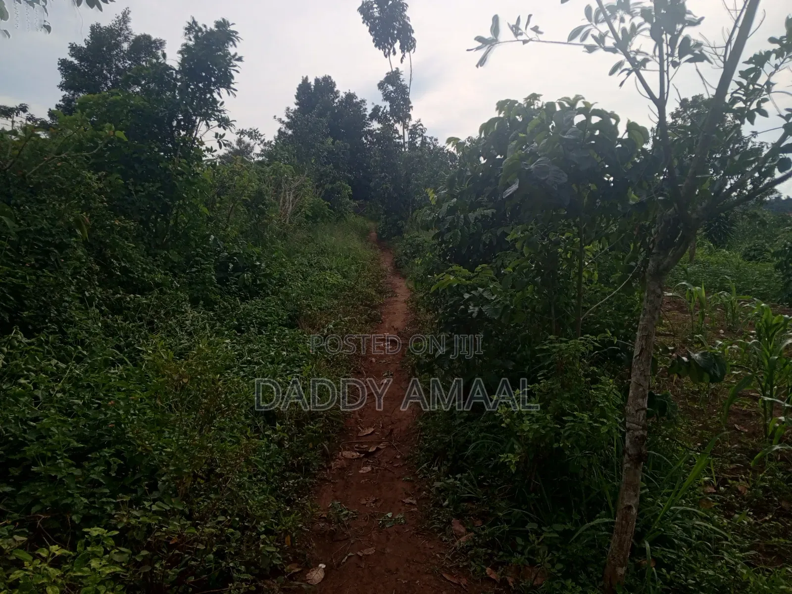 Nampunge 1.5km Private Mailo Land.
