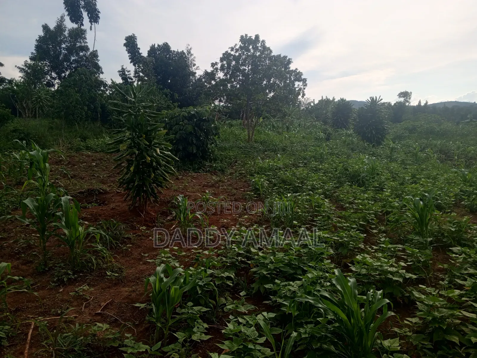 Nampunge 1.5km Private Mailo Land.